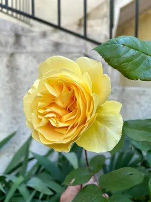 a yellow rose is growing in a garden at Appartement cosy in Aix-en-Provence