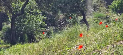 a field with red poppies in the grass and trees at LES BOIS DE ZOLA entre Provence et Luberon in Saint-Estève-Janson