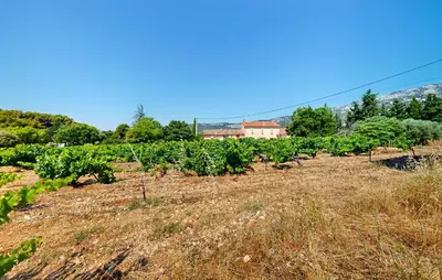 a field of vines with a house in the background at 3 Bedroom Stunning Home In Bédoin in Bédoin