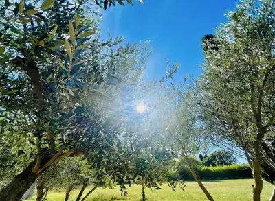 a tree with the sun shining through it at Cabane la Clef des Champs au Mas des Entrages in Salon-de-Provence