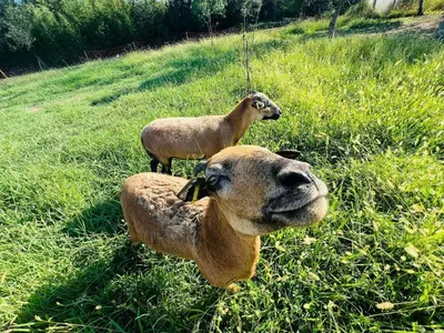 two sheep standing in a field with a stuffed dog at Cabane la Clef des Champs au Mas des Entrages in Salon-de-Provence