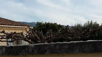 a tree sitting on the side of a building at Provence Vaucluse Ventoux Villa Caromb in Caromb