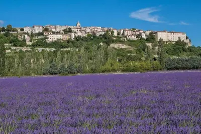 a field of purple flowers in front of a castle at Bastide le Seigneur in Sault-de-Vaucluse