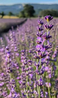 a bunch of purple flowers in a field at Le Petit Delphia in Apt