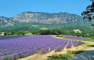 a field of purple flowers with a mountain in the background at Beautiful Home In L'isle-Sur-La-Sorgue in LʼIsle-sur-la-Sorgue