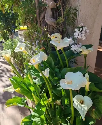 a bunch of white flowers in a plant at BELLE VILLA Piscine 120 m2, 8 pers, 3 belles chambres Près d'Aix-en-Provence in Ventabren