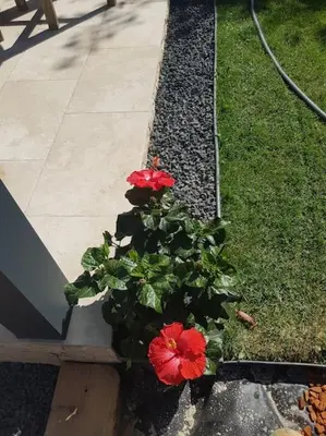 two red flowers in a planter next to a sidewalk at Maison en Provence avec jacuzzi in Peyrolles-en-Provence