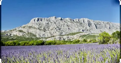 a field of purple flowers in front of a mountain at Charmant studio le clos d'Aix parking privé gratuit et piscine in Aix-en-Provence