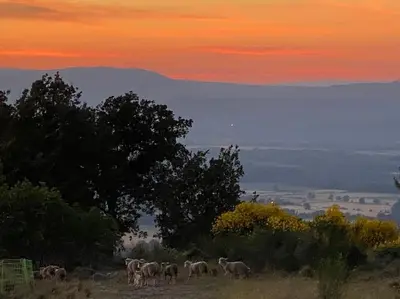 a herd of animals grazing in a field at sunset at Charmante dépendance avec piscine en Provence in Le Puy-Sainte-Réparade