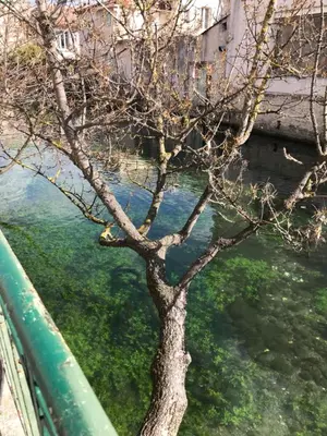 a tree in the water next to a bridge at Le Mas Mérindol Gîte Cerise in Loriol-du-Comtat