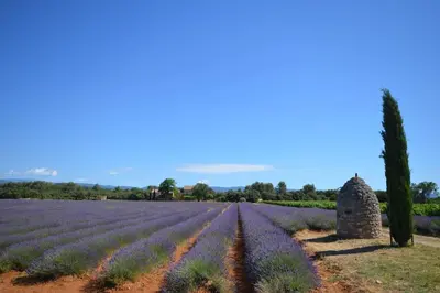 a field of lavender in the provence region at La maison d'Anthonie, Roussillon in Roussillon