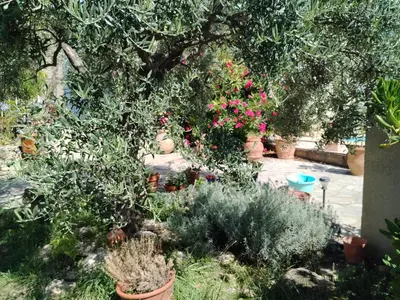 a garden with potted plants and a tree at Lou Jasset in Cabrières-dʼAigues