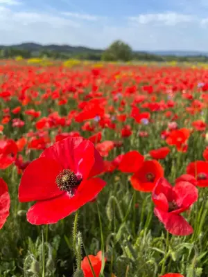 a field of red poppies in a poppy field at La Terrasse - Entire townhouse in hilltop village in Saint-Martin-de-Castillon