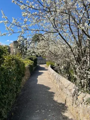 a pathway with flowering trees and a stone wall at Maison de charme à Lourmarin in Lourmarin