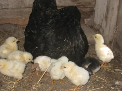 a group of ducklings standing next to a chicken at Le Pas des Lanciers in Mallemort