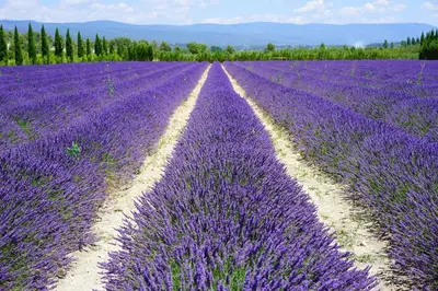 a field of purple lavender in the countryside at Chambre dans Petit havre de paix avec piscine chauffée au coeur du Luberon in Gargas