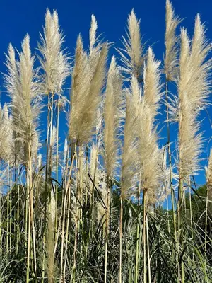 a group of pampas grass against a blue sky at Domaine d'Hestia le gite Victoria in Rognes