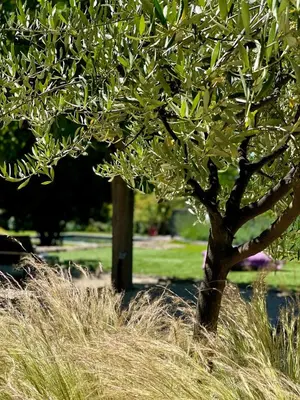 a tree in the middle of some tall grass at Domaine d'Hestia le gite Victoria in Rognes