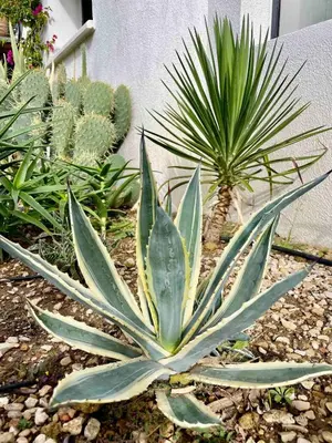 a green plant in a garden with other plants at Domaine d'Hestia le gite Victoria in Rognes