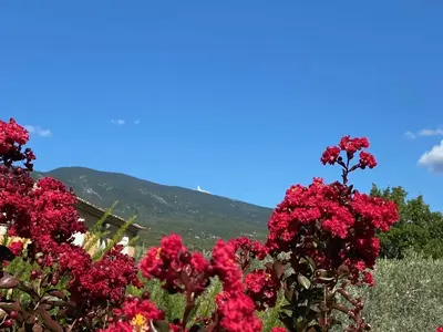 a field of red flowers with a mountain in the background at Gîte des Pape in Bédoin