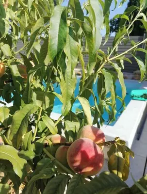 a bunch of apples hanging from a tree at Bedoin Mas PASEVE in Bédoin