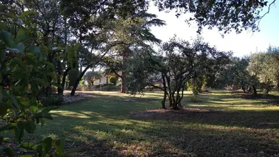 a row of trees in a field of grass at LES CISTES in Lioux