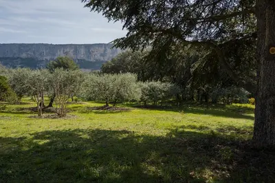 a field of grass with trees and a mountain in the background at LES CISTES in Lioux