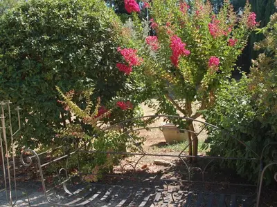 a garden with pink flowers and a fence at Camargue Modern retreat in Cavaillon