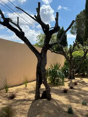 a tree in the middle of a yard at LAVENINE a Modène in Modène