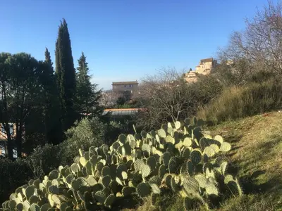 a group of cacti on a hill in a field at Ecolodge Au fil de l'eau, avec piscine intérieure et parc arboré in Lagnes