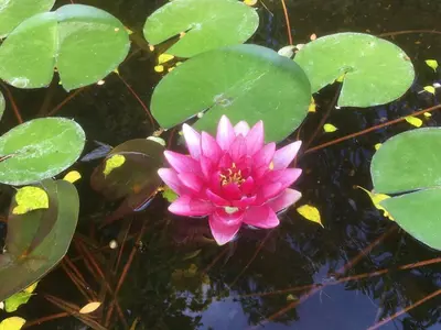 a pink water lily in a pond with green leaves at Ecolodge Au fil de l'eau, avec piscine intérieure et parc arboré in Lagnes