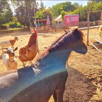 a horse and a chicken standing on top of a trough at Séjour à la ferme in Jouques