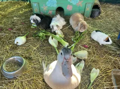 a bunch of animals laying on the hay with a duck at Séjour à la ferme in Jouques