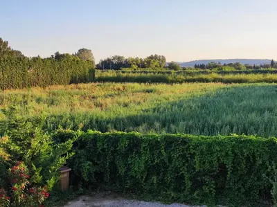 a view of a vineyard from behind a hedge at Chambre 3 personnes avec salle de bain dans mas du Lubéron in Robion en Luberon