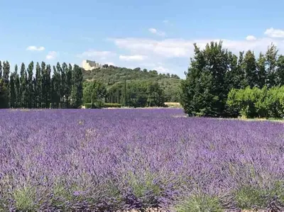 a poolificialificialificialificialificialificialificialificialificialificialificialificialificialificial at Loft en campagne proche de l’Isle sur Sorgue in Le Thor