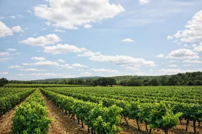 a field of vines with a blue sky and clouds at Villa Mireyos in Rognes