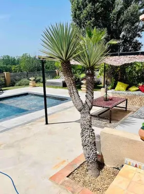 two palm trees in a patio with a pool at Villa Mireyos in Rognes
