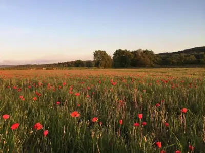 a field full of red flowers in a field at Villa Mireyos in Rognes
