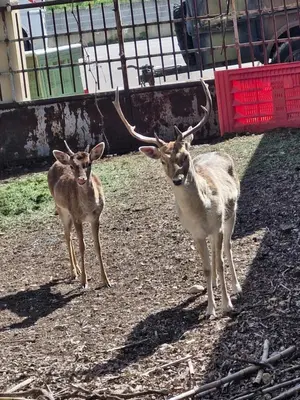 two deer standing next to each other on the ground at Maison avec piscine privée, sauna et activités - Rendez-vous en Provence in Althen-des-Paluds