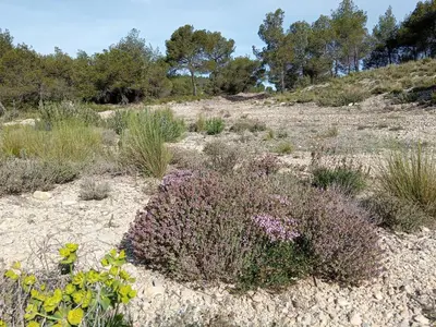 a field of grass and plants in a field at T3 campagne Aix-en-Provence in Meyrargues