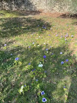 a field with purple flowers in the grass at Charmante maison de vacances en Luberon in Beaumettes