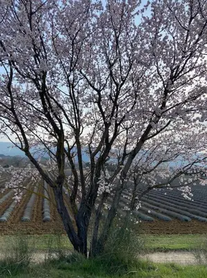 a tree with pink flowers on it in a field at Charmante maison de vacances en Luberon in Beaumettes