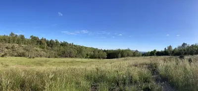 a field with tall grass and trees in the background at La Grisonne Chalet 1 in Revest-du-Bion