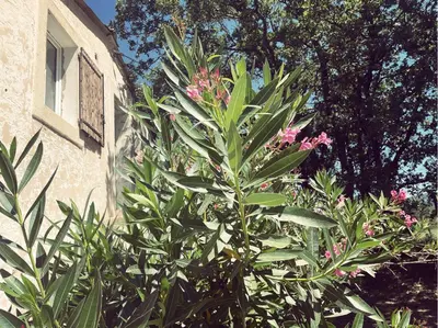 a plant with pink flowers in front of a building at Appartement à la campagne in LʼIsle-sur-la-Sorgue