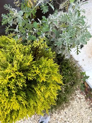 a group of green plants in a garden at Villa Mirabelle 4 personnes in Châteauneuf-de-Gadagne