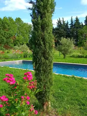 a tree with pink flowers next to a swimming pool at Roulotte Karlotte in Pernes-les-Fontaines