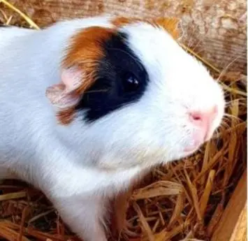 a small white and brown hamster sitting in some hay at nuitée à la ferme in Jouques