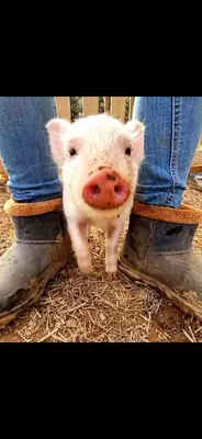 a small white pig standing next to a persons feet at nuitée à la ferme in Jouques
