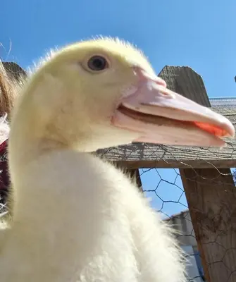 a white duck standing next to a wooden fence at nuitée à la ferme in Jouques