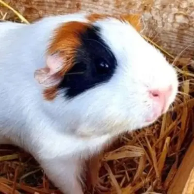 nuitée à la ferme